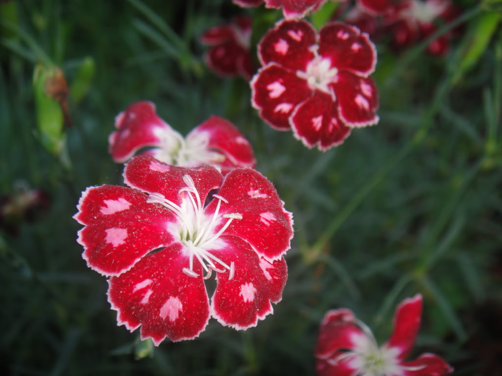 Dianthus Spangled Star