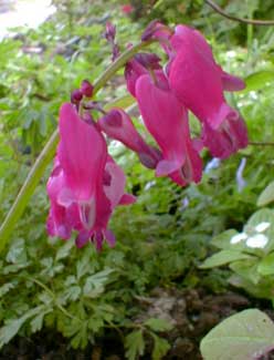 Dicentra x King of Hearts