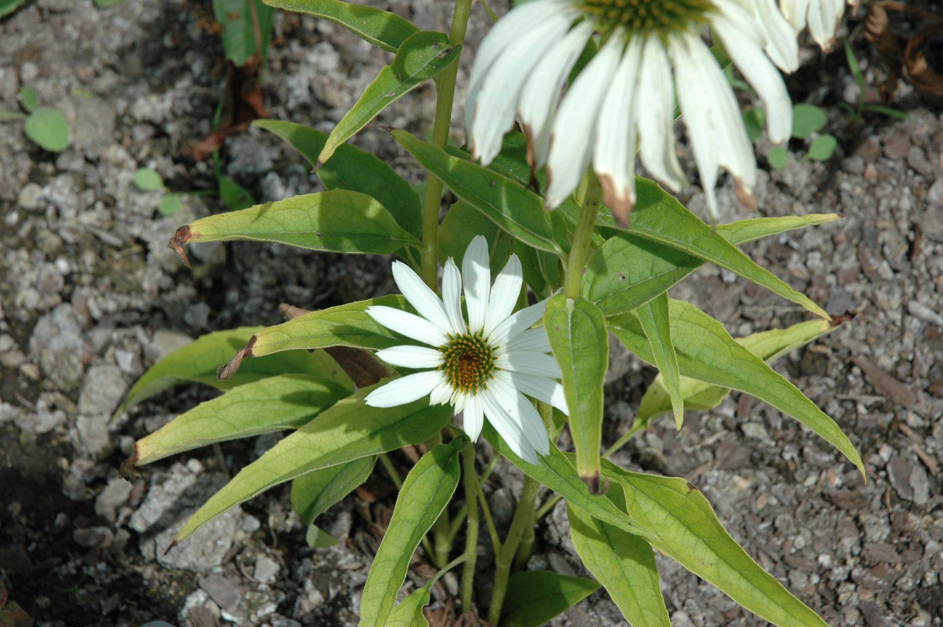 Echinacea purpurea 'White Swan'