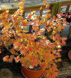 Acer shirasawanum 'Palmatifolium' — photo 2