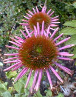 Echinacea purpurea Ruby Star