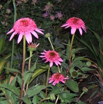 Echinacea Razzmatazz