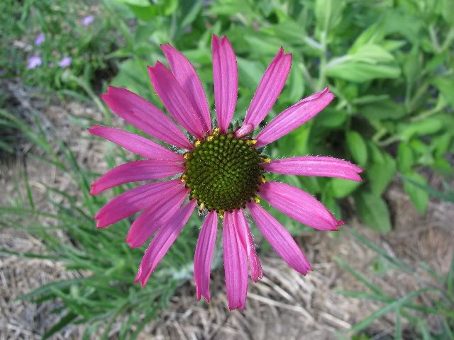 Echinacea tennesseensis — photo 1