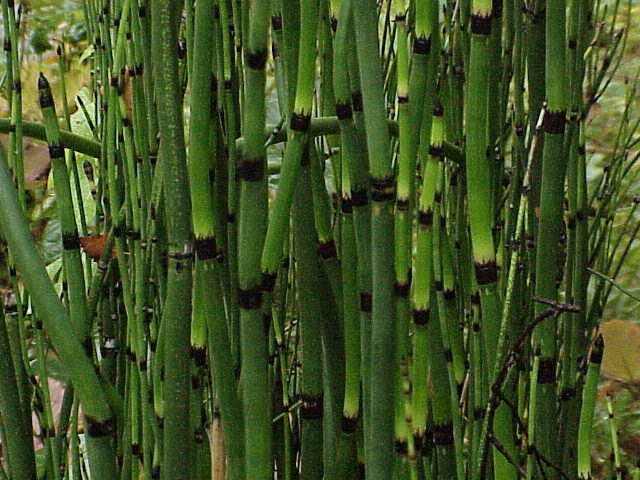Equisetum hyemale — photo 1