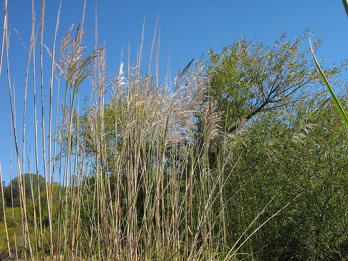 Erianthus ravennae