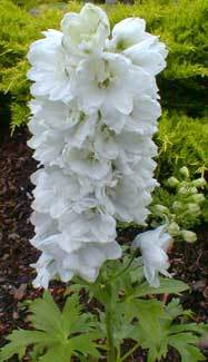 Delphinium Pure White