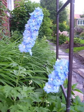 Delphinium Sky Blue — photo 1