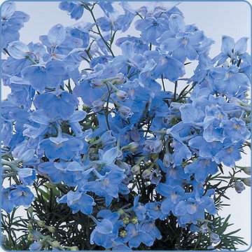 Delphinium Summer Blues
