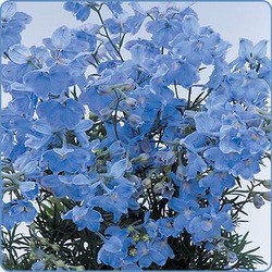 Delphinium Summer Blues — photo 1