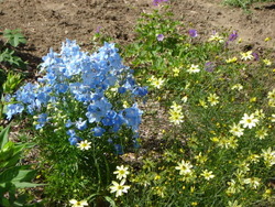 Delphinium Summer Blues — photo 2