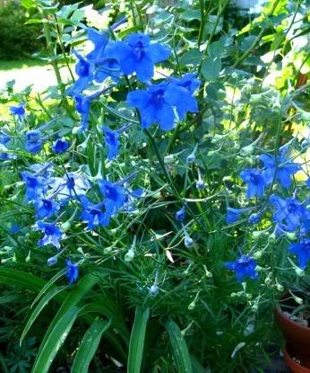 Delphinium Blue Butterfly — photo 1