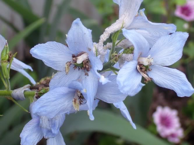 Delphinium Dark Blue/White Bee — photo 1