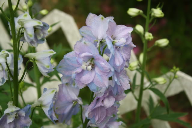Delphinium Guardian Lavender — photo 1