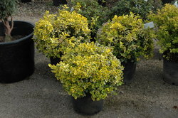 Euonymus fortunei 'Emerald n Gold' — photo 3