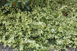 Euonymus fortunei 'Moonshadow' — photo 4