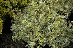 Euonymus fortunei Ivory Jade — photo 2
