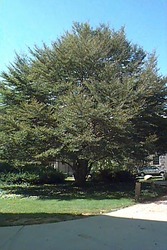 Fagus sylvatica 'Asplenifolia' — photo 1