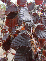 Fagus sylvatica 'Purple Fountain' — photo 2