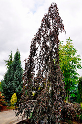 Fagus sylvatica 'Purple Fountain' — photo 3