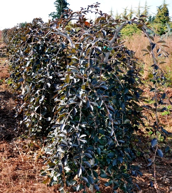 Fagus sylvatica 'Purpurea Pendula'