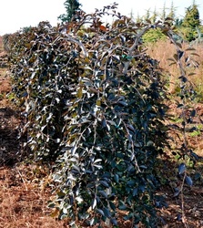 Fagus sylvatica 'Purpurea Pendula' — photo 1