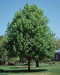 Acer freemanii 'Celebration' — photo 1