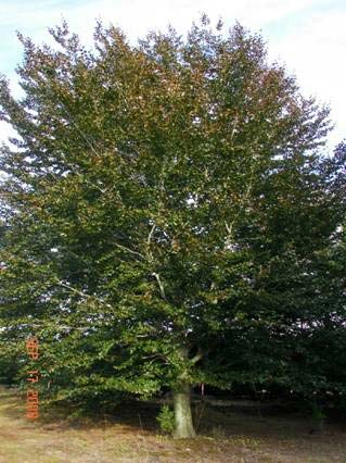 Fagus sylvatica 'Riversii'