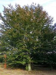 Fagus sylvatica 'Riversii' — photo 1