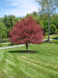 Fagus sylvatica 'Roseo-marginata' — photo 2