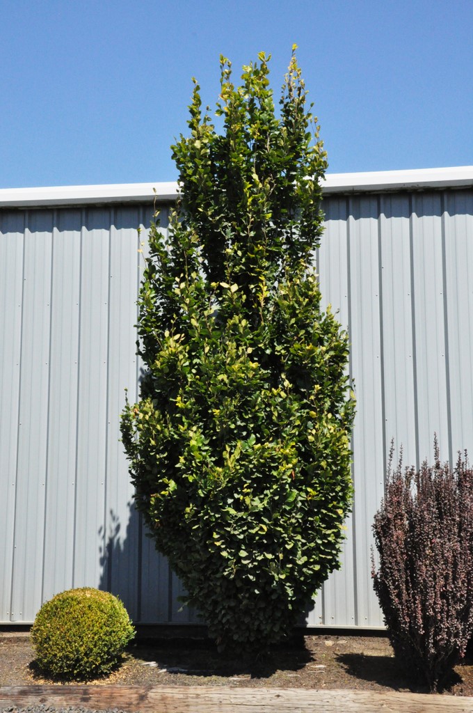 Fagus sylvatica Dawyckii Gold