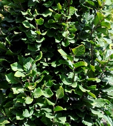 Fagus sylvatica Dawyckii Gold — photo 2