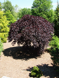 Fagus sylvatica 'Purpurea Pendula' — photo 2