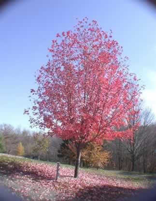 Acer freemanii 'Sienna Glen' — photo 1
