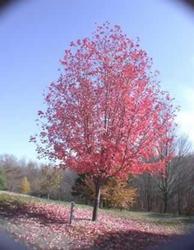 Acer freemanii 'Sienna Glen' — photo 1