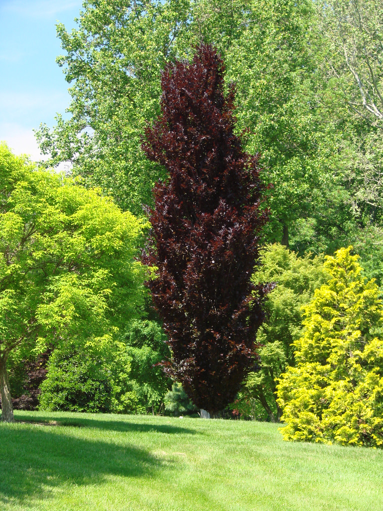 Fagus sylvatica Dawyckii Purple
