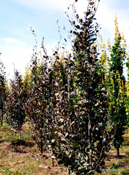 Fagus sylvatica Dawyckii Purple — photo 2