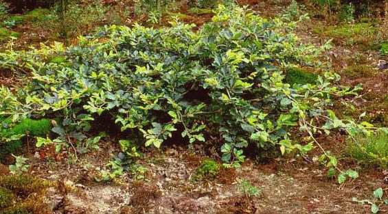 Fagus sylvatica Horizontalis