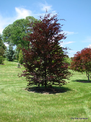 Fagus sylvatica Spaethiana — photo 1