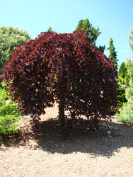 Fagus sylvatica 'Purpurea Pendula' — photo 3