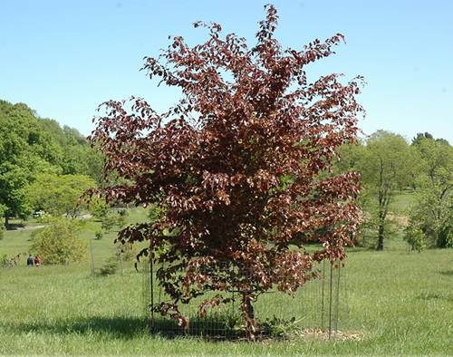 Fagus sylvatica Swat Margret