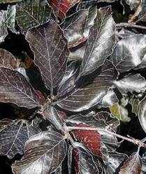 Fagus sylvatica Swat Margret — photo 2