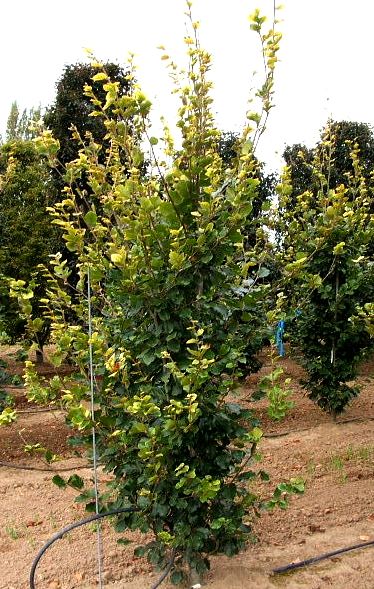 Fagus sylvatica Zlatia