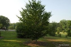 Fagus sylvatica Zlatia — photo 2