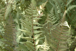 Athyrium 'Ghost' — photo 2