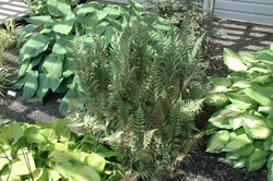 Athyrium 'Ghost' — photo 3