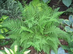 Athyrium filix-femina var. angustum 'Lady in Red' — photo 2