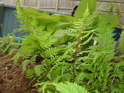 Athyrium filix-femina var. angustum 'Lady in Red' — photo 3