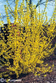 Forsythia intermedia Goldzauber