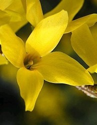 Forsythia intermedia Lynwood — photo 2