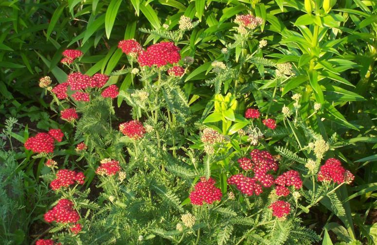 Achillea 'Angelique' — photo 1